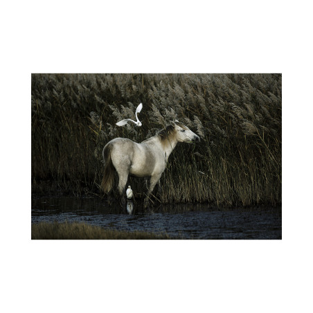 Hans Silvester - Camargue's Horses 09