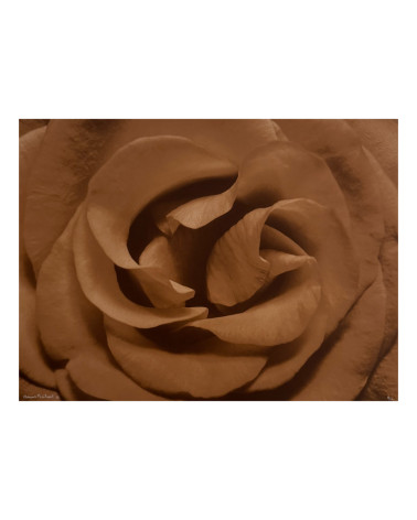 Denis Brihat - Photo cœur de rose