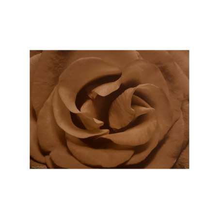 Denis Brihat - Photo cœur de rose