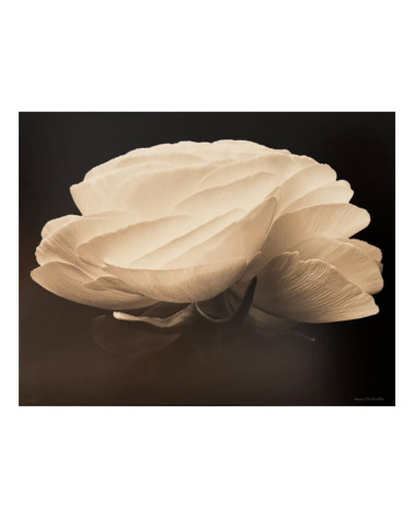 Denis Brihat - Photo Gardénia