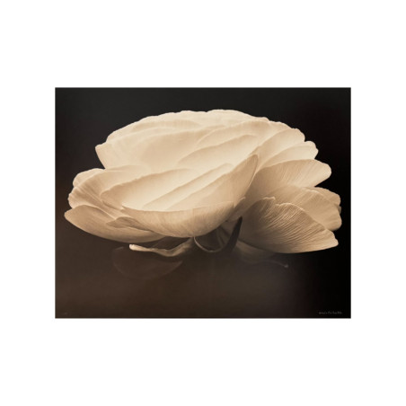 Denis Brihat - Photo Gardénia