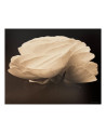 Denis Brihat - Photo Gardénia