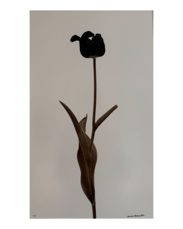Denis Brihat - Photo Tulipe noire