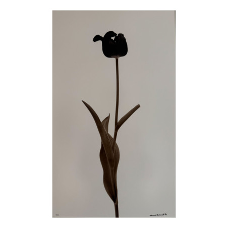 Denis Brihat - Photo Tulipe noire
