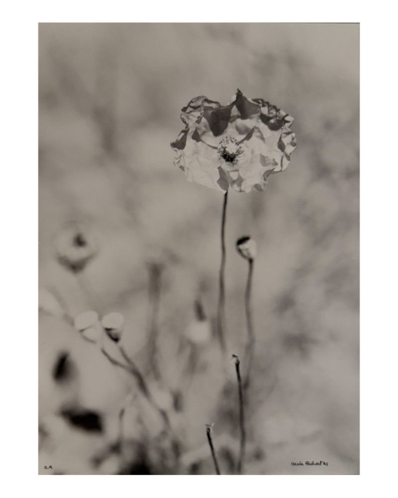 Denis Brihat - Photo Coquelicot Denis Brihat - Photo Coquelicot