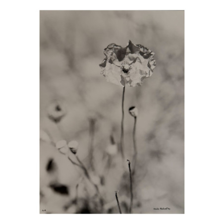Denis Brihat - Photo Coquelicot
