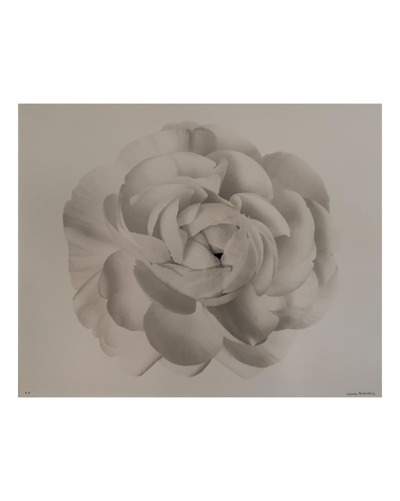 Denis Brihat - Photo White gardenia Denis Brihat - Photo White gardenia