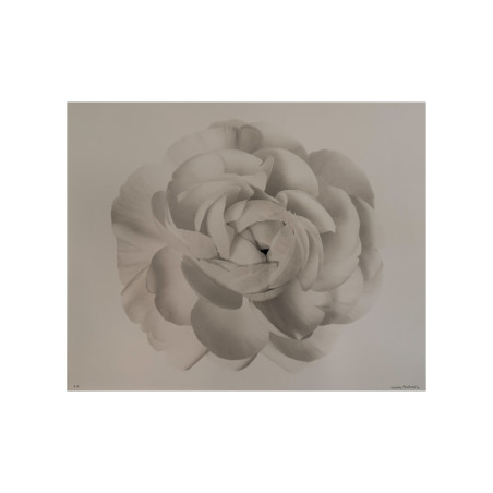 Denis Brihat - Photo Gardénia blanc