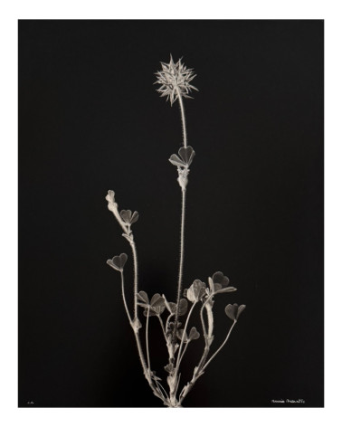 Denis Brihat - Photo Trèfle étoilé