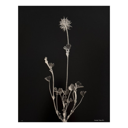 Denis Brihat - Photo Trèfle étoilé