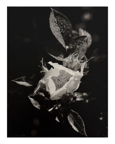 Denis Brihat - Photo Eglantine and dew
