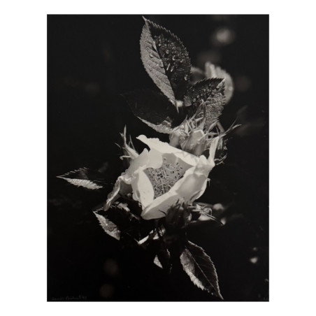 Denis Brihat - Photo Eglantine and dew