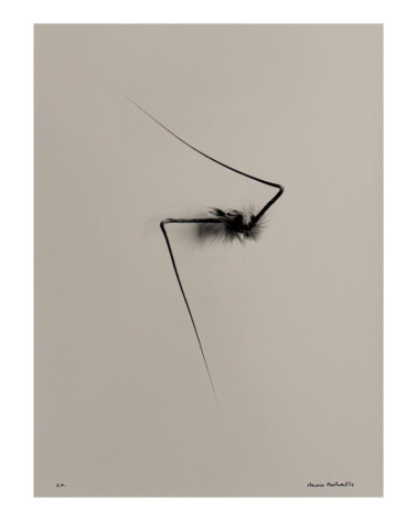 Denis Brihat - Photo Wild oat seed