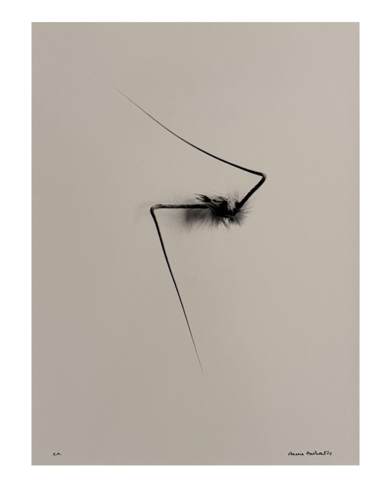 Denis Brihat - Photo Wild oat seed Denis Brihat - Photo Wild oat seed