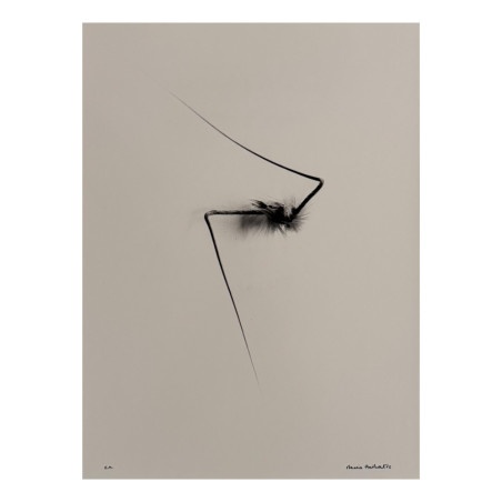 Denis Brihat - Photo Wild oat seed