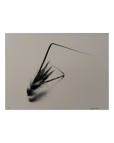 Denis Brihat - Photo Wild oats seed