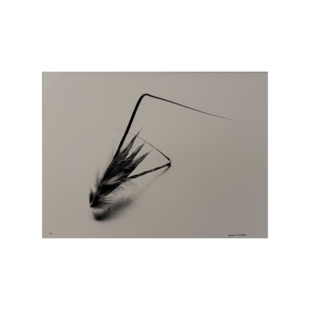 Denis Brihat - Photo Graine de folle avoine