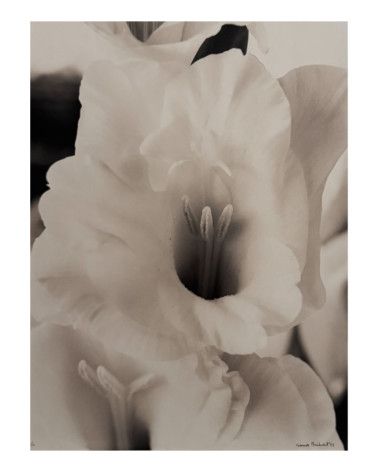 Denis Brihat - Photo Cœur de glaïeul