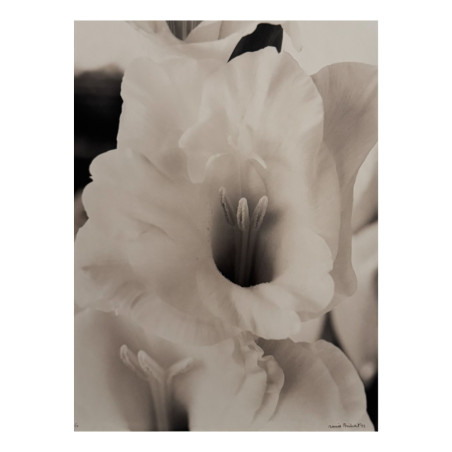 Denis Brihat - Photo Cœur de glaïeul