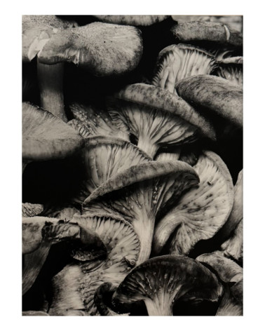 Denis Brihat - Photo Les champignons de Marcel