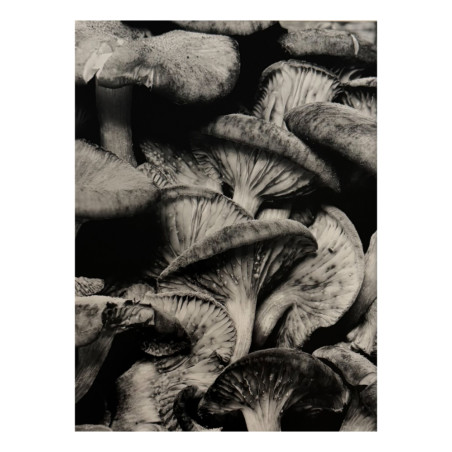 Denis Brihat - Photo Les champignons de Marcel