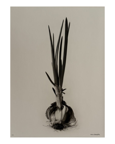 Denis Brihat - Photo Sprouted onion