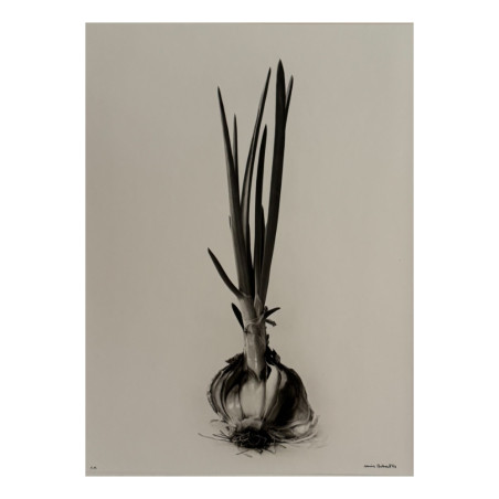 Denis Brihat - Photo Sprouted onion