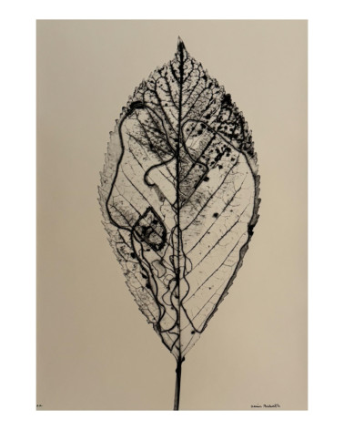 Denis Brihat - Photo Cherry leaf