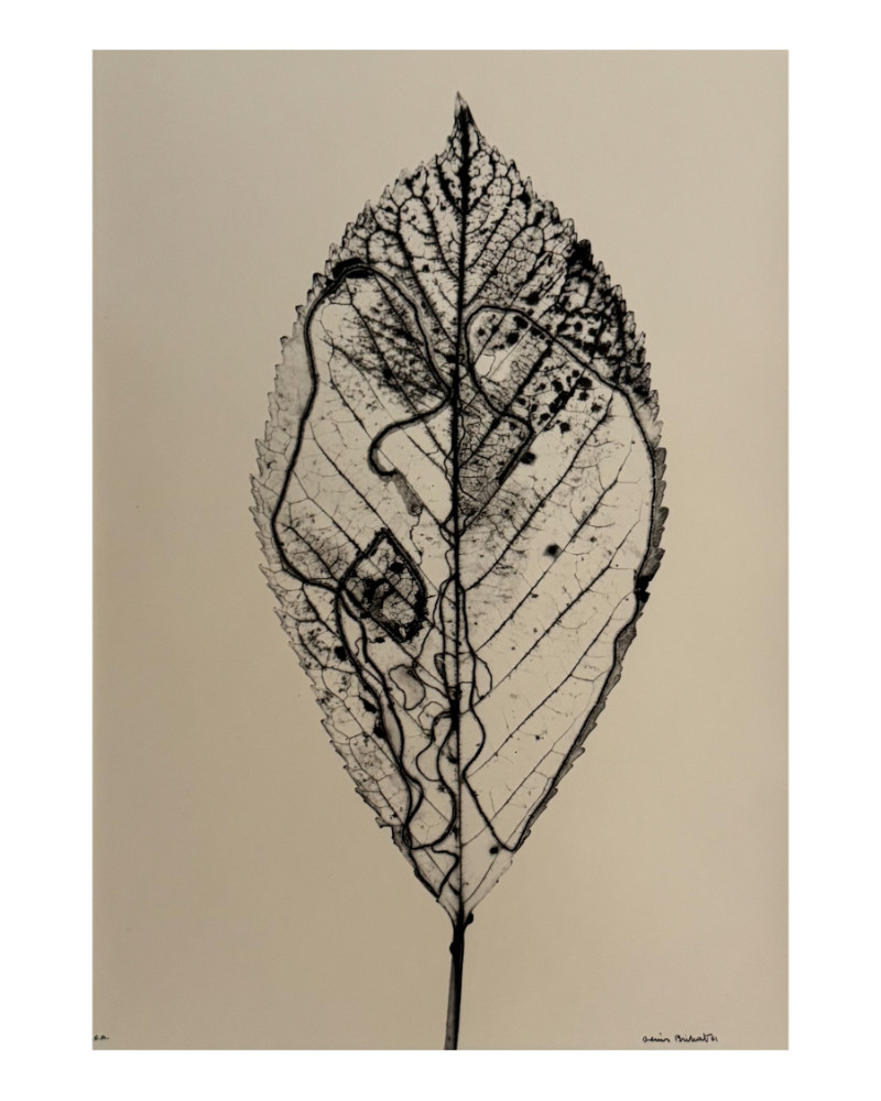 Denis Brihat - Photo Feuille de cerisier Denis Brihat - Photo Feuille de cerisier