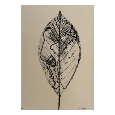 Denis Brihat - Photo Feuille de cerisier