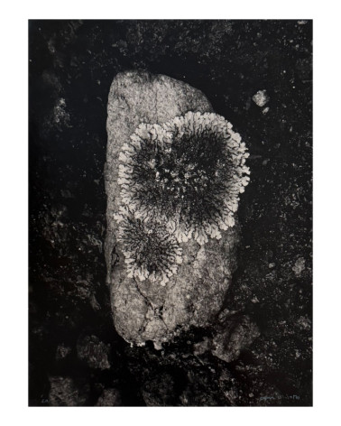 Denis Brihat - Photo Lichen on a stone
