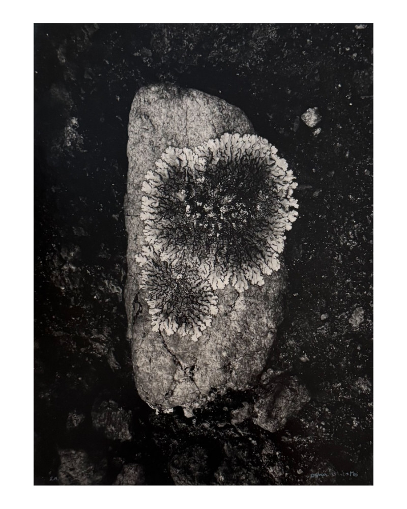 Denis Brihat - Photo Lichen sur une pierre Denis Brihat - Photo Lichen sur une pierre