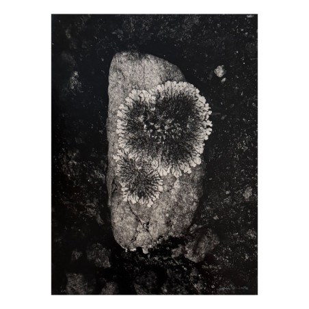 Denis Brihat - Photo Lichen sur une pierre
