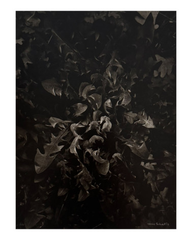 Denis Brihat - Photo Pissenlit