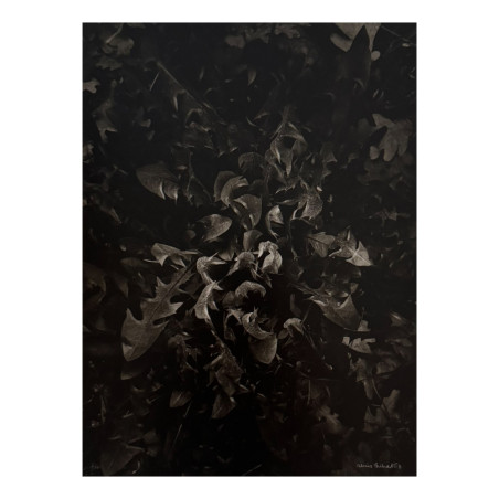 Denis Brihat - Photo Pissenlit