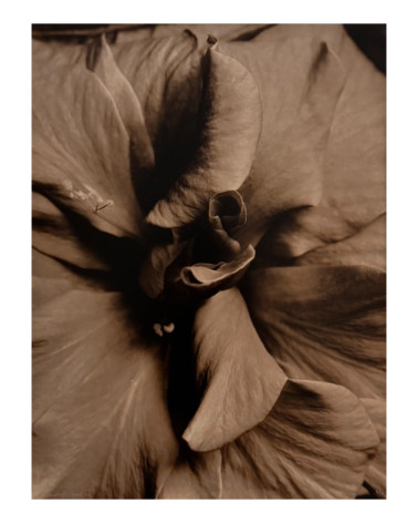 Denis Brihat - Photo Cœur d'hibiscus