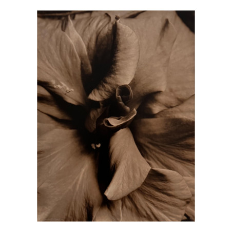 Denis Brihat - Photo Cœur d'hibiscus