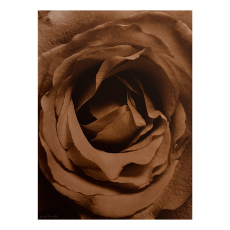 Denis Brihat - Photo Cœur de rose