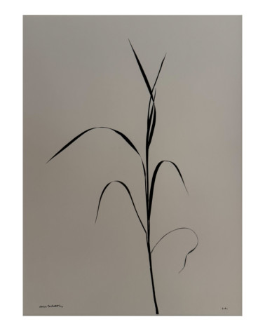 Denis Brihat - Photo Brin d'herbe