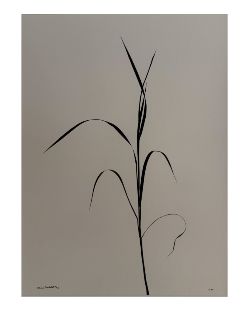 Denis Brihat - Photo grass Denis Brihat - Photo grass