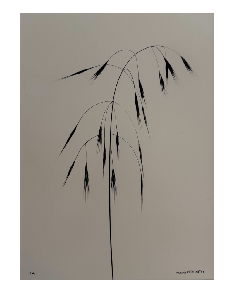 Denis Brihat - Photo Wild oats Denis Brihat - Photo Wild oats