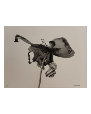 Denis Brihat - Photo Poppy and snails