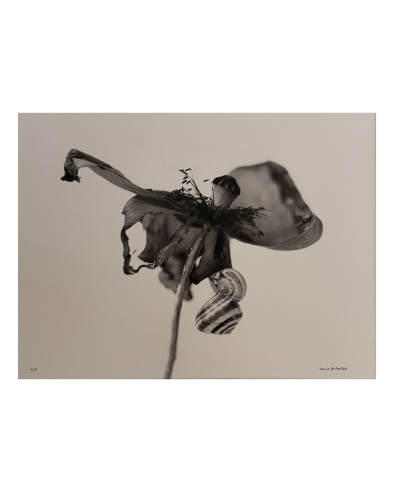 Denis Brihat - Photo Poppy and snails Denis Brihat - Photo Poppy and snails