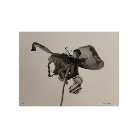 Denis Brihat - Photo Poppy and snails
