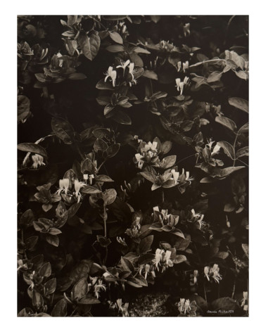 Denis Brihat - Photo honeysuckle