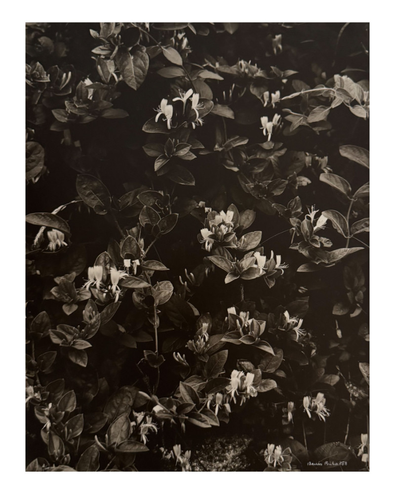Denis Brihat - Photo honeysuckle Denis Brihat - Photo honeysuckle