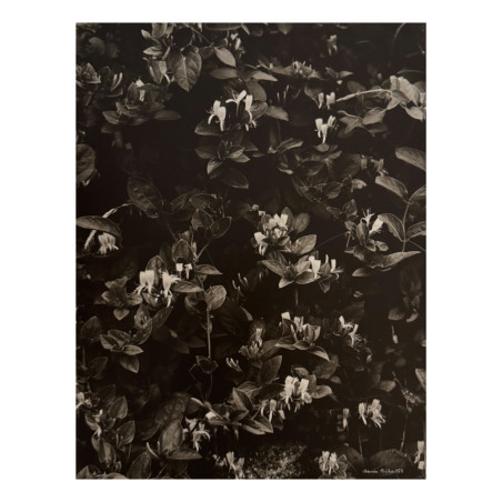 Denis Brihat - Photo honeysuckle