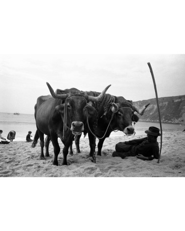 [Buffles sur la plage] - Hans Silvester - tirage argentique