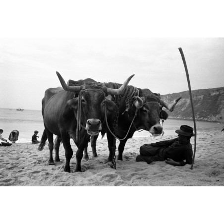[Buffles sur la plage] - Hans Silvester - tirage argentique