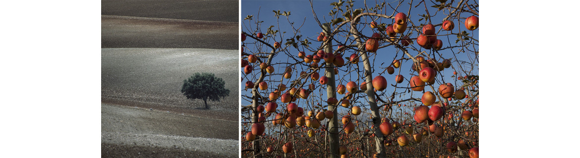 Hans Silvester and the trees